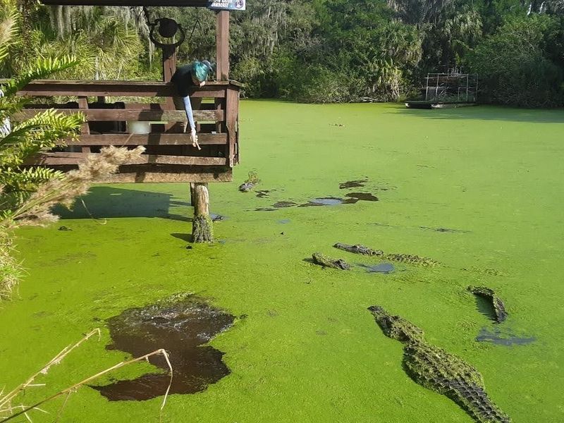 Gatorland (Orlando)