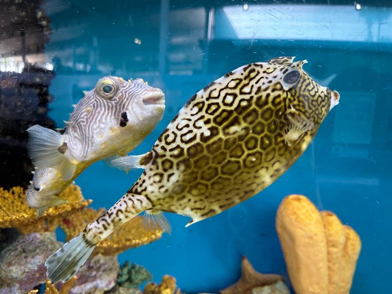 Mote Marine Laboratory & Aquarium - Sarasota