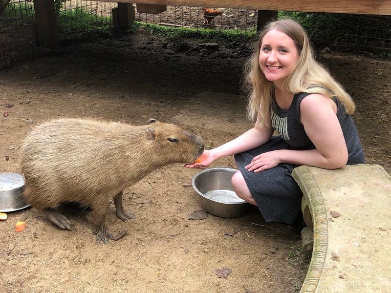 The Capybara Experience That Has Become a Fan Favorite