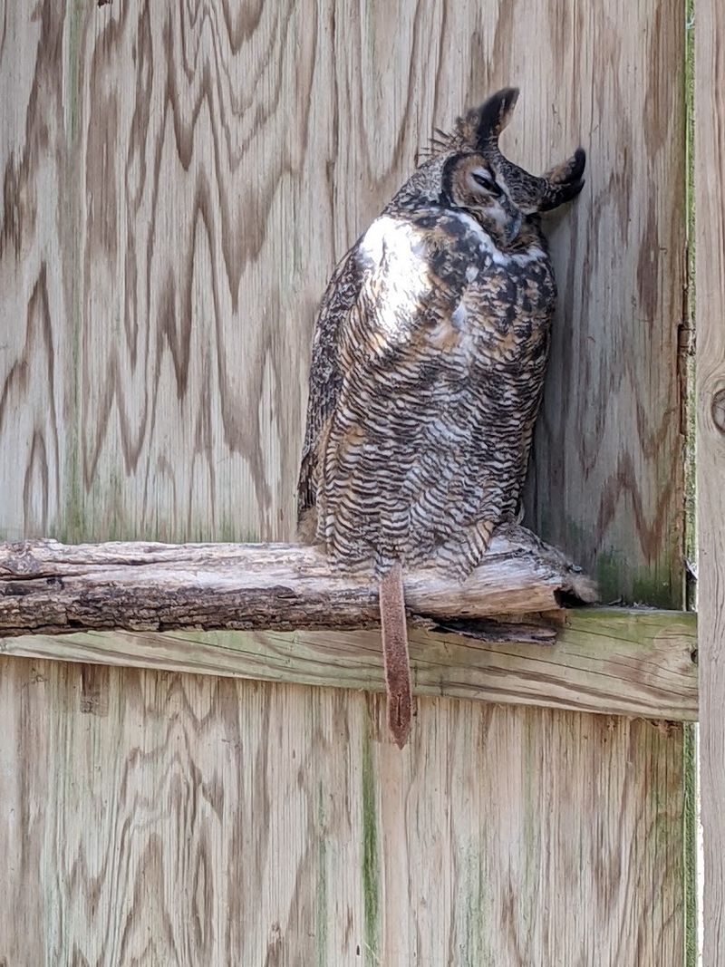 Iowa Raptor Project at Lake Macbride State Park (Solon)