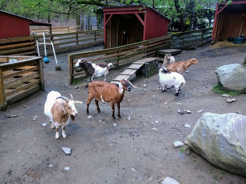Ross Park Zoo - Binghamton, Broome County