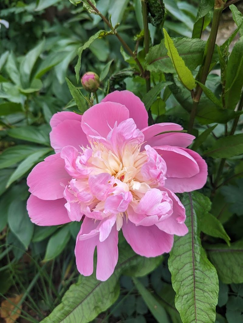 When Tree Peonies Command Attention