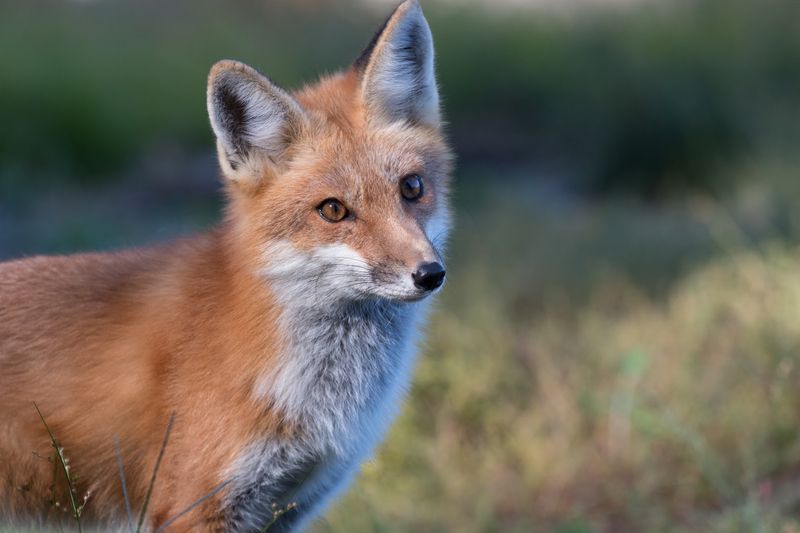 Drumlin Farm Wildlife Sanctuary - Lincoln, Middlesex County
