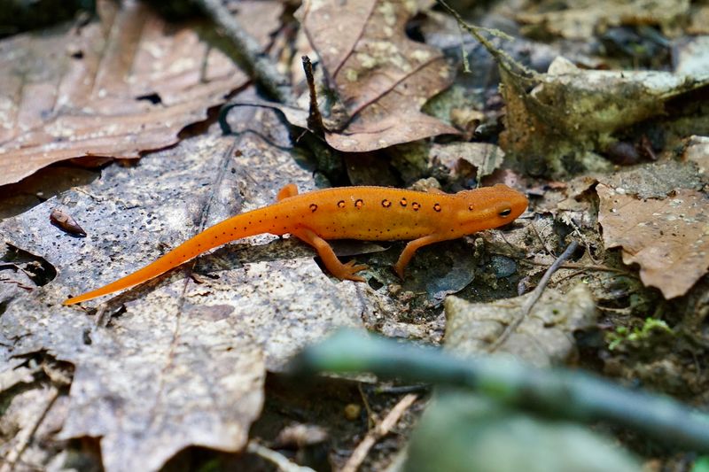 Macedonia Brook State Park - Kent, Litchfield County