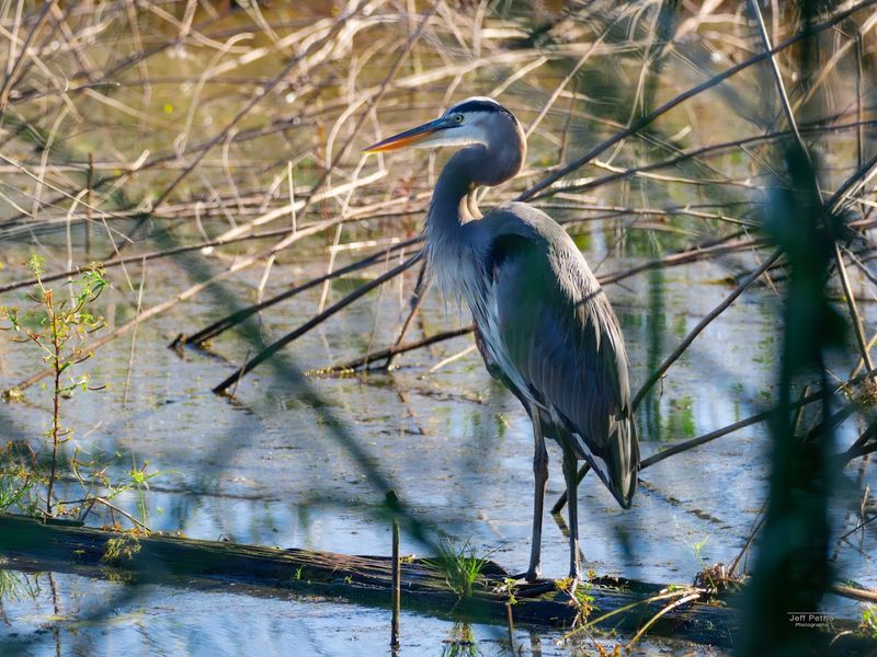 Savannah National Wildlife Refuge - Hardeeville, Jasper County
