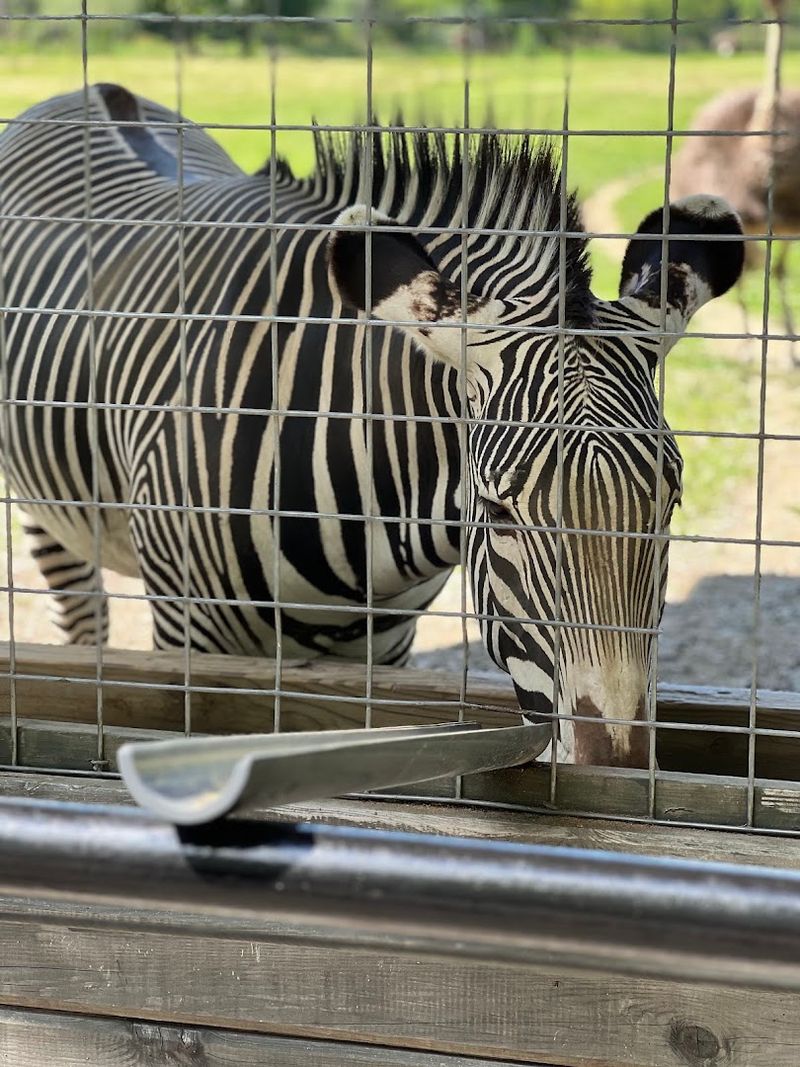 Diverse Exotic Animal Collection