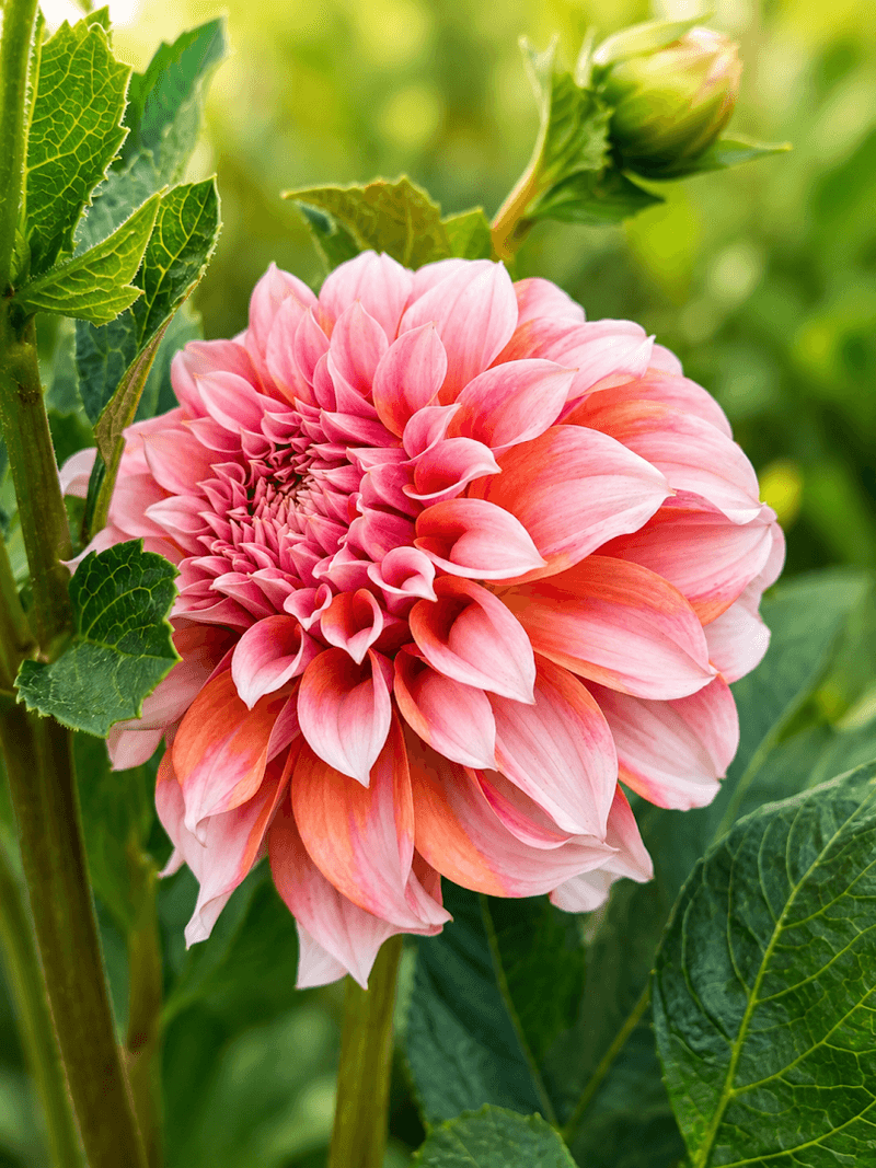 The Blooming Acres