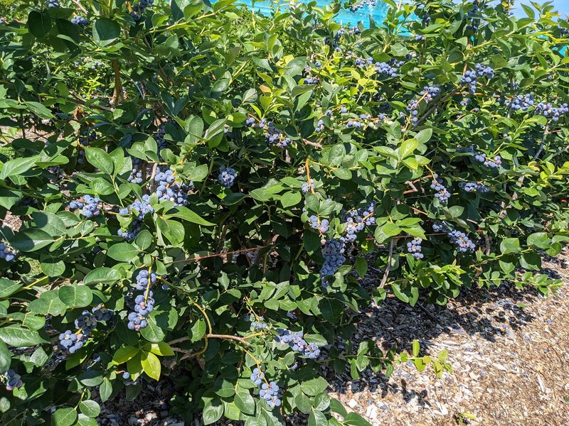 Every Season Brings Something New To Pick
