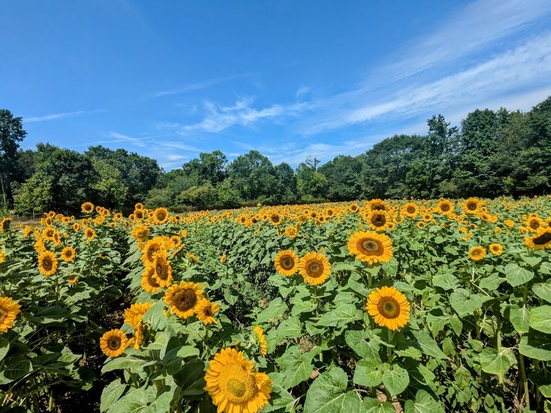 Hopewell Sunflower Farm