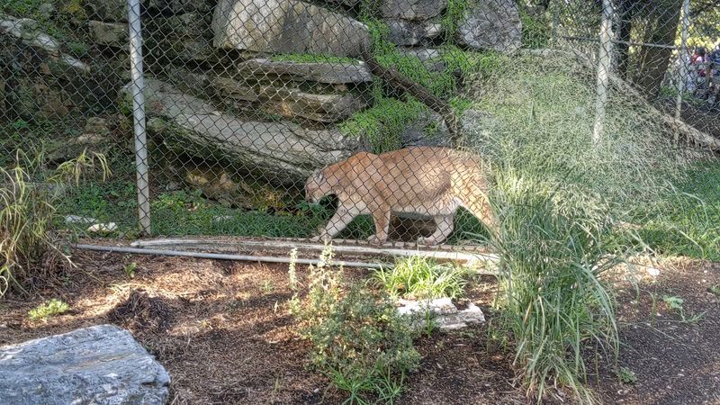 Discover Wildlife From Mountains, Forests, Deserts, And Wetlands