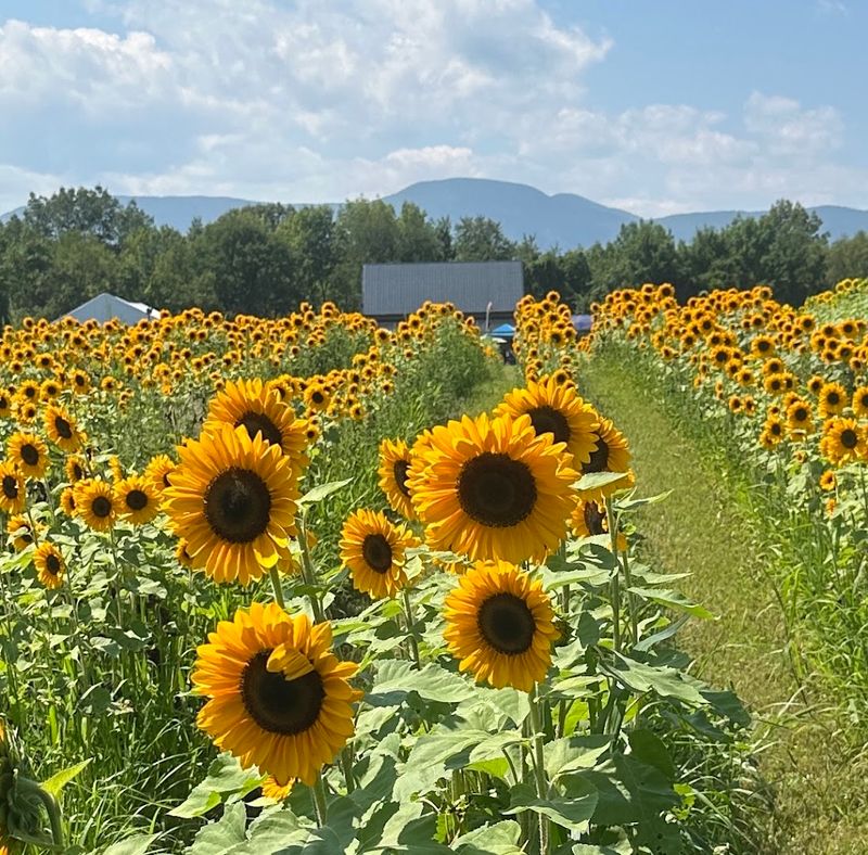 Meadowbrook Farm Catskills