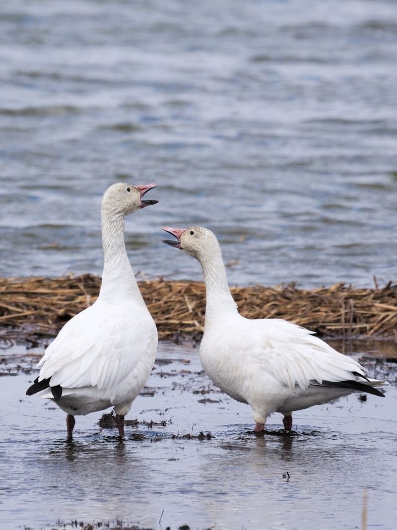 Jamaica Bay Wildlife Refuge - Queens, Queens County