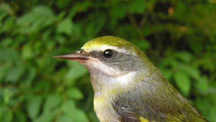 We Could Have Spent All Day At These 11 Bird Sanctuaries In New York