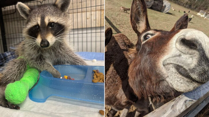 We Could Have Spent All Day at These 12 South Carolina Animal Sanctuaries