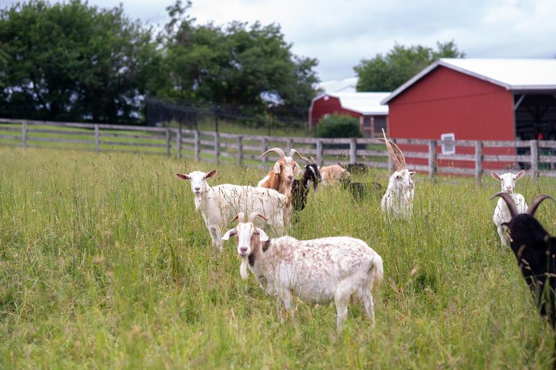 Farm Sanctuary - Watkins Glen