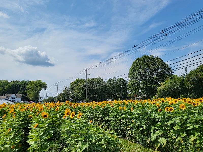 Elliot Farm