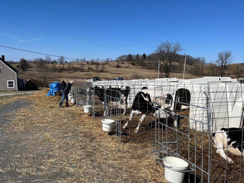 Ronnybrook Farm Dairy