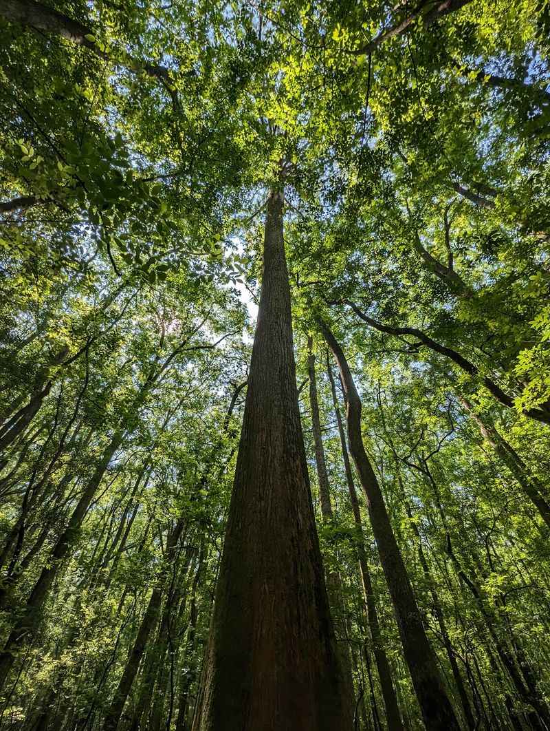 Congaree National Park, Hopkins, Richland County