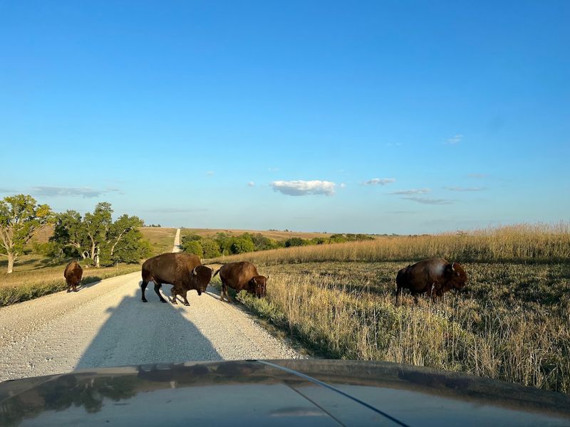 Neal Smith National Wildlife Refuge (Prairie City)