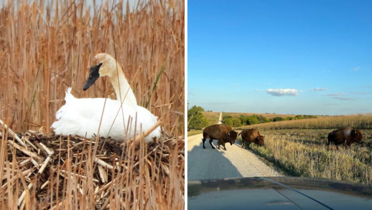 We Left These 10 Iowa Wildlife Sanctuaries Wishing We&rsquo;d Stayed Longer