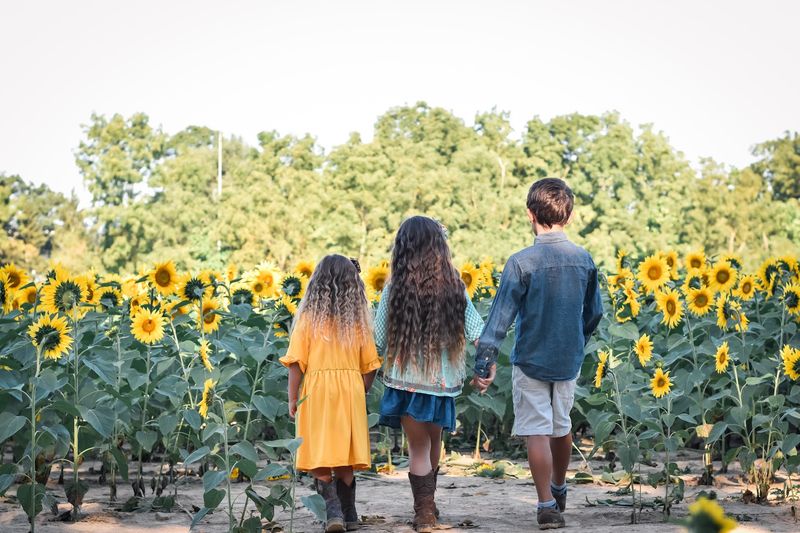 Sunflower Field (Tecumseh Land Trust Sunflower Field)