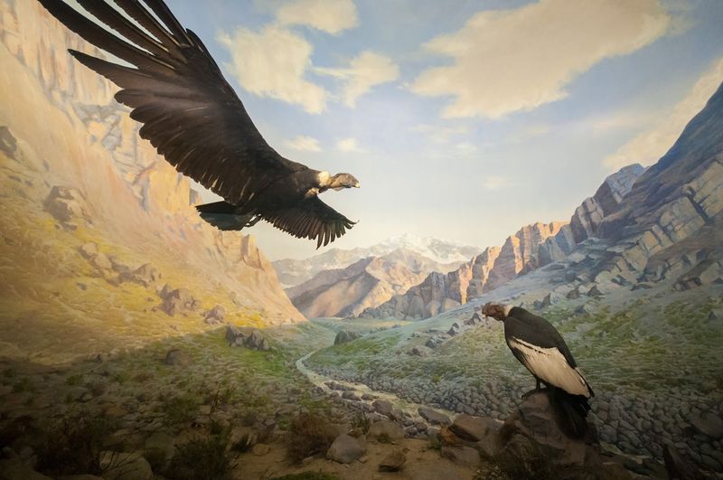 American Museum of Natural History - New York City