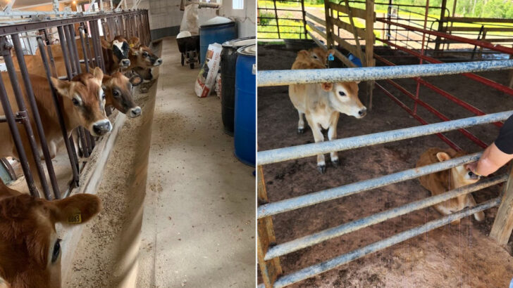 We Visited 11 South Carolina Dairy Farms That Are Fun for the Whole Family
