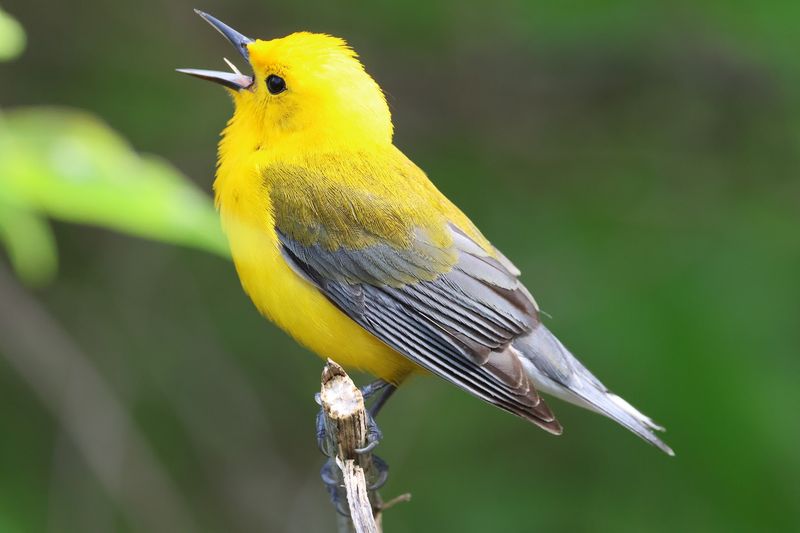 Magee Marsh Wildlife Area - Oak Harbor, Ottawa County, Ohio