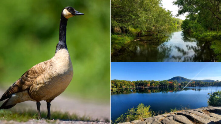 We Were Surprised By Just How Much There Is To See At These 10 New York Wildlife Parks
