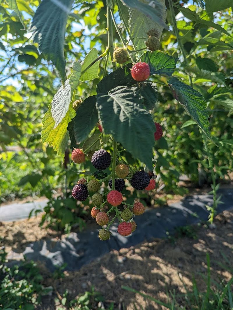 Brecknock Orchard