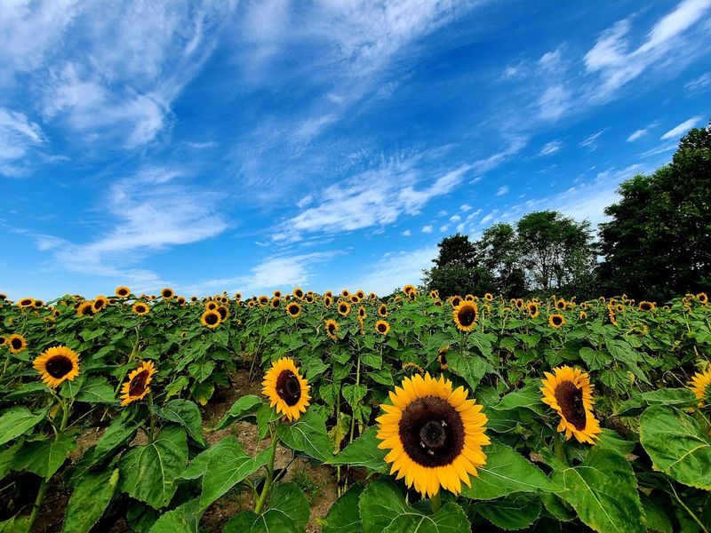 Barton Orchards, Poughquag, Dutchess County