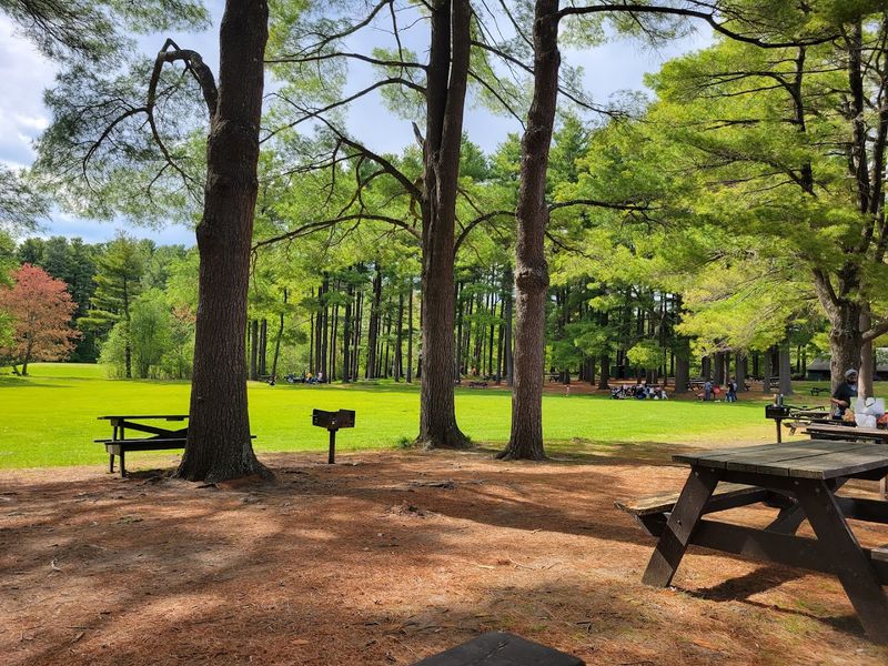 Picnic Potential and Relaxed Summer Vibes