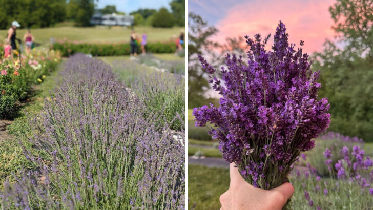 Where 10 Iowa Lavender Farms Turn an Ordinary Afternoon Into Something Special