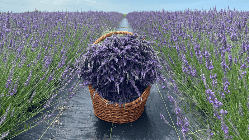 PepperHarrow Farm (Winterset)