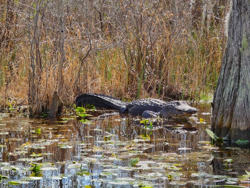 Alligators Steal The Scene