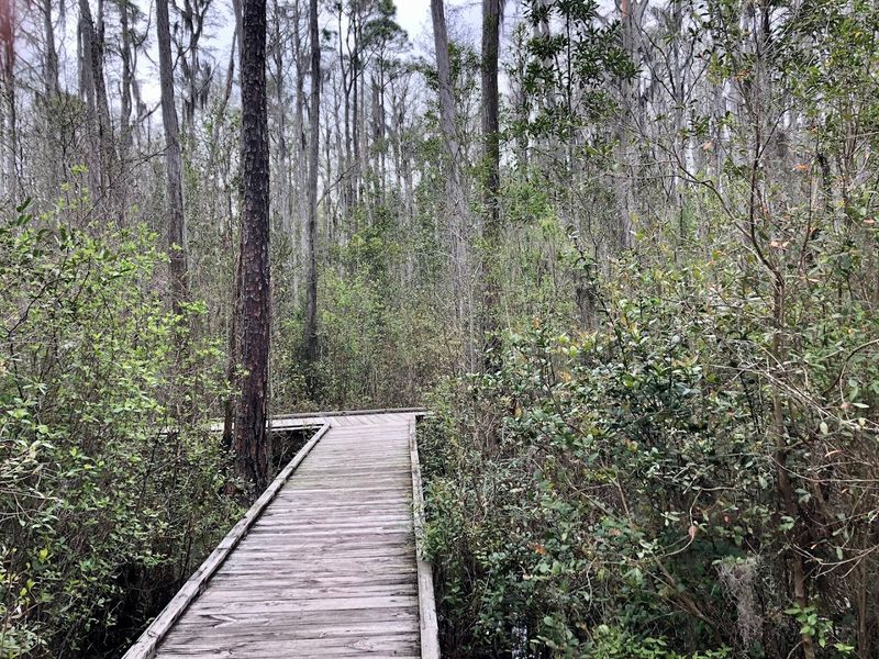 A Boardwalk Floating Above the Swamp