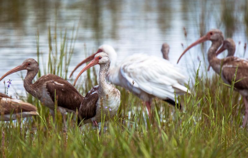 Visitor Info and Tips for Exploring Harris Neck National Wildlife Refuge