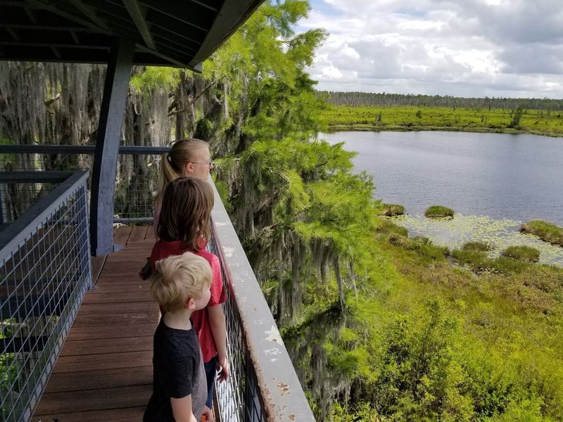 Why Chesser Island Boardwalk Belongs on Every Georgia Bucket List