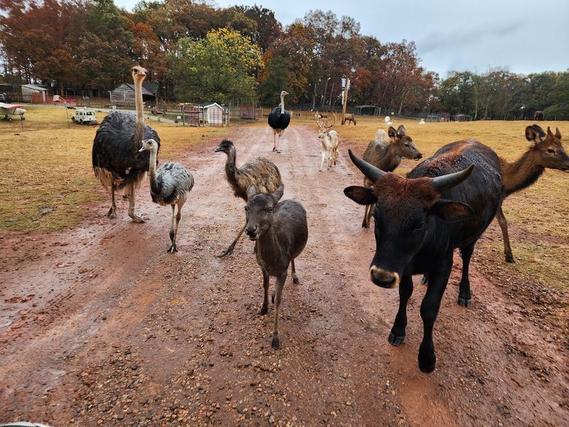 The Animals Steal The Entire Show