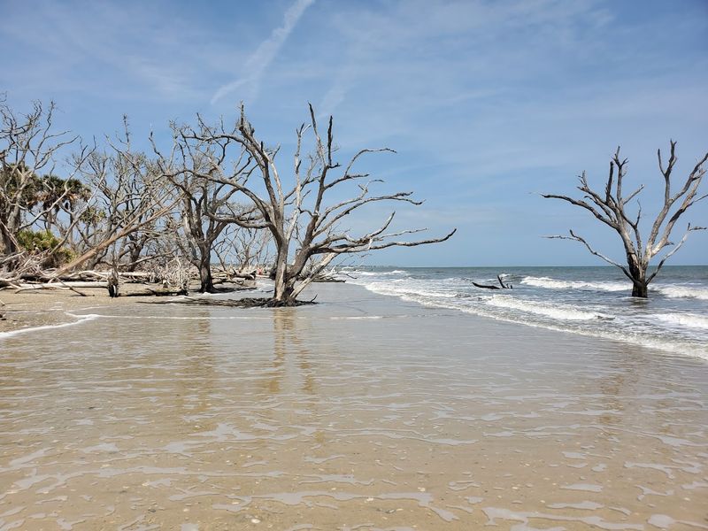 Boneyard Beach: Where Ancient Trees Meet the Ocean