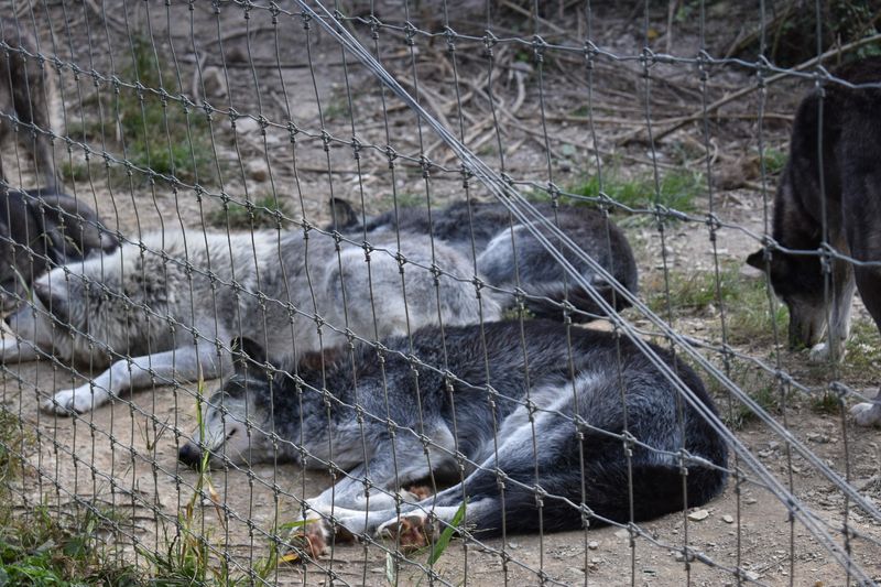 Meet the Resident Wolf Packs