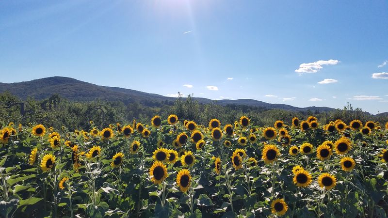 Fishkill Farms