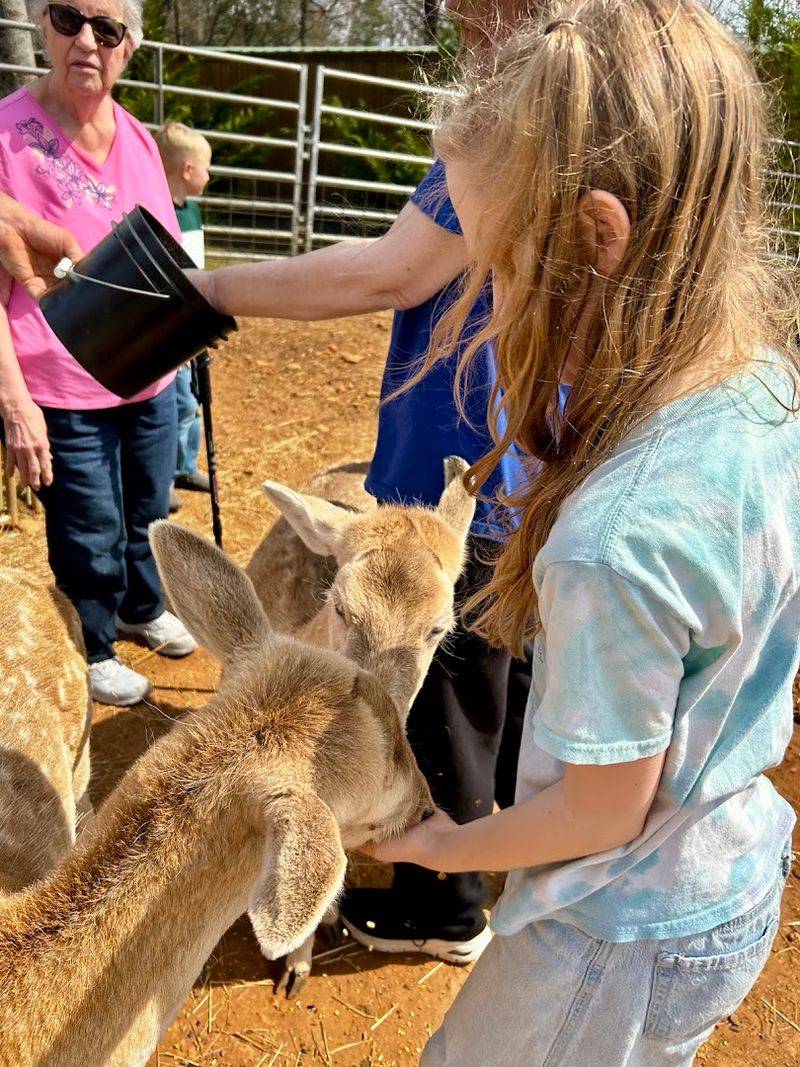 The Petting Farm Where Younger Visitors Can Connect With Animals