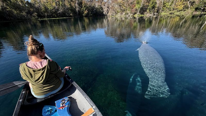 Manatee Encounters That Take Your Breath Away