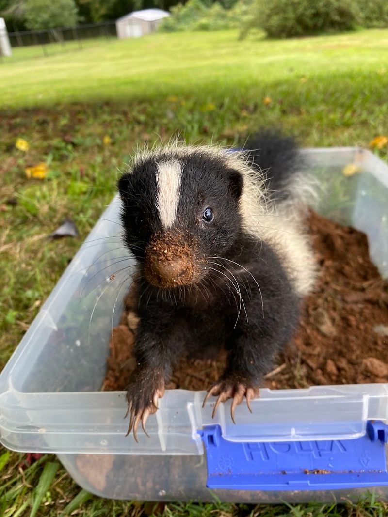 Wildlife Rehab Group of South Carolina
