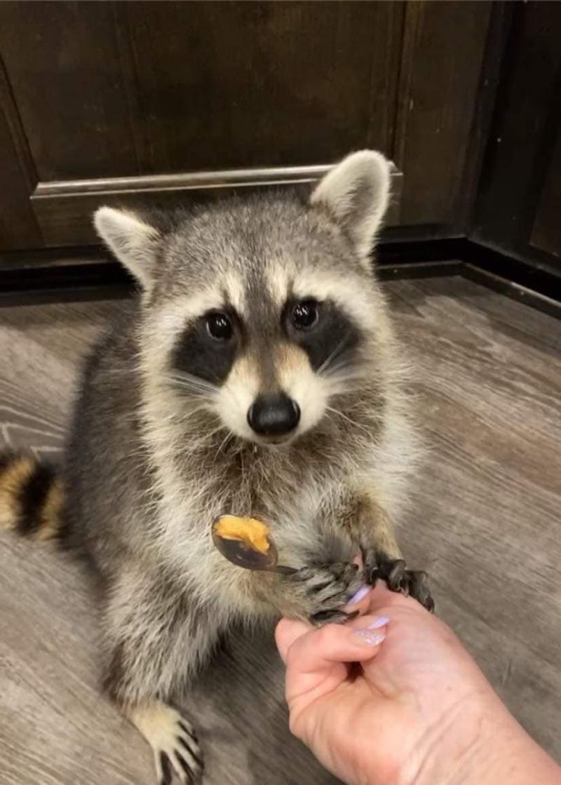 Snug Harbor Wildlife Rescue and Sanctuary