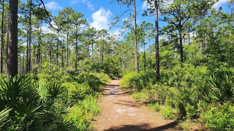 Walking Trails Through Forest And Marsh