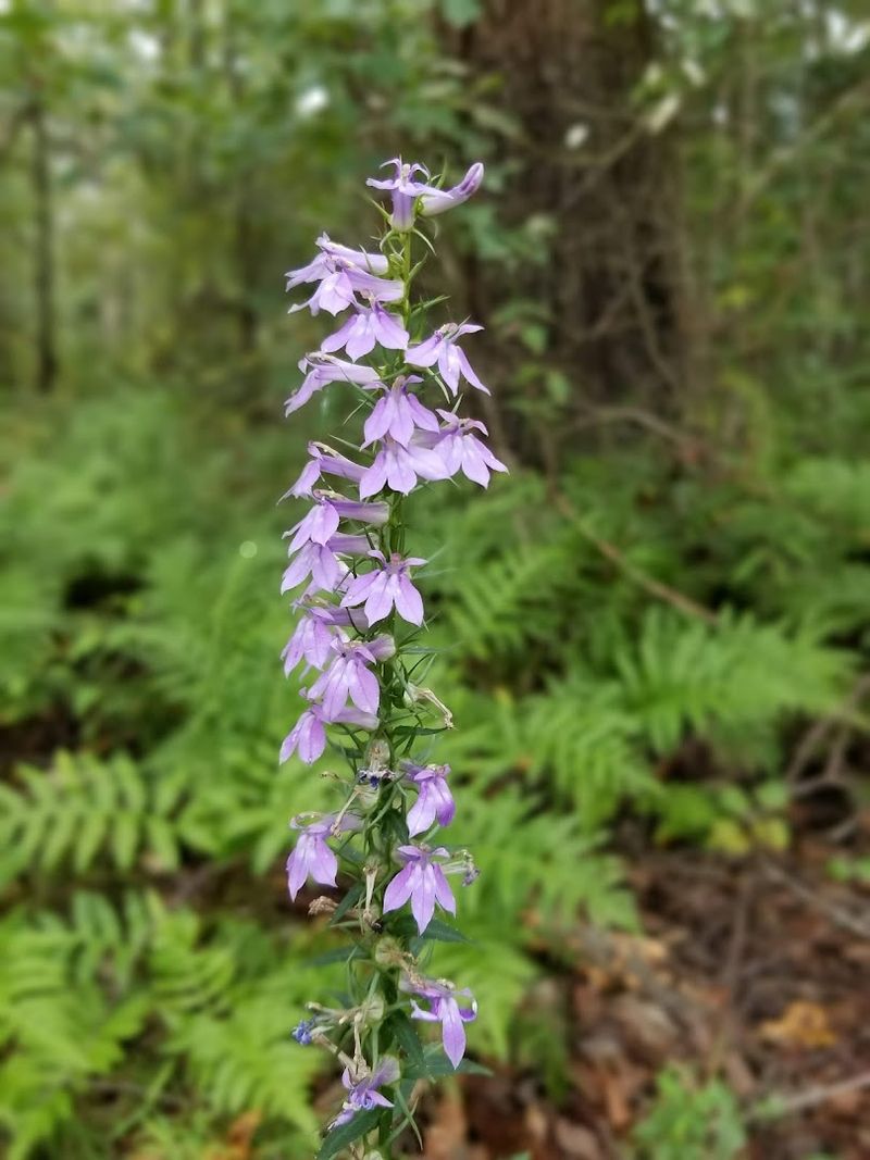 Native Plant Discovery Garden