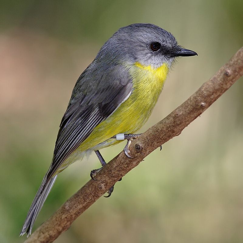 Lon Whitney Wildlife Sanctuary (Clear Lake)