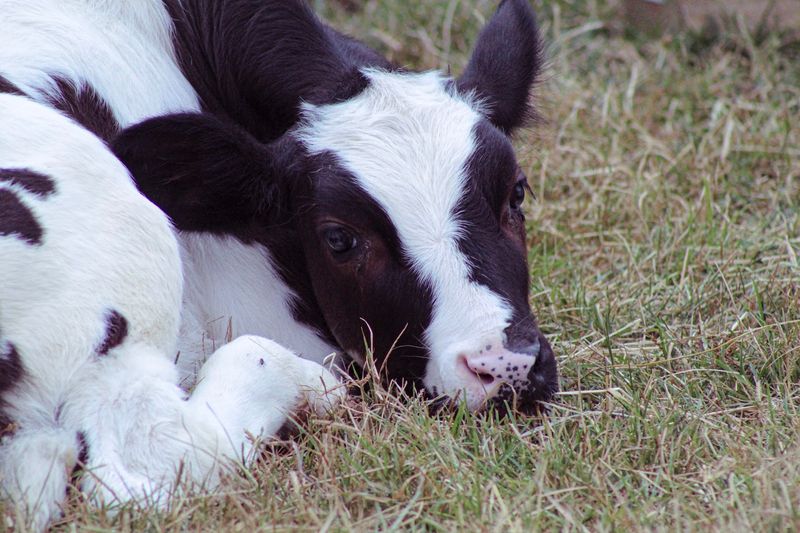 Skylands Animal Sanctuary & Rescue - Wantage, New Jersey
